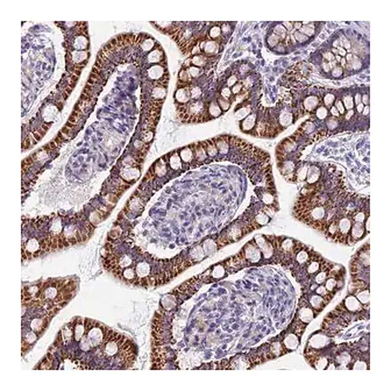 Merck Anti-AP4E1 antibody produced in rabbit