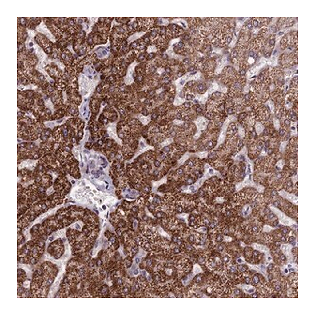 Merck Anti-FBRS antibody produced in rabbit