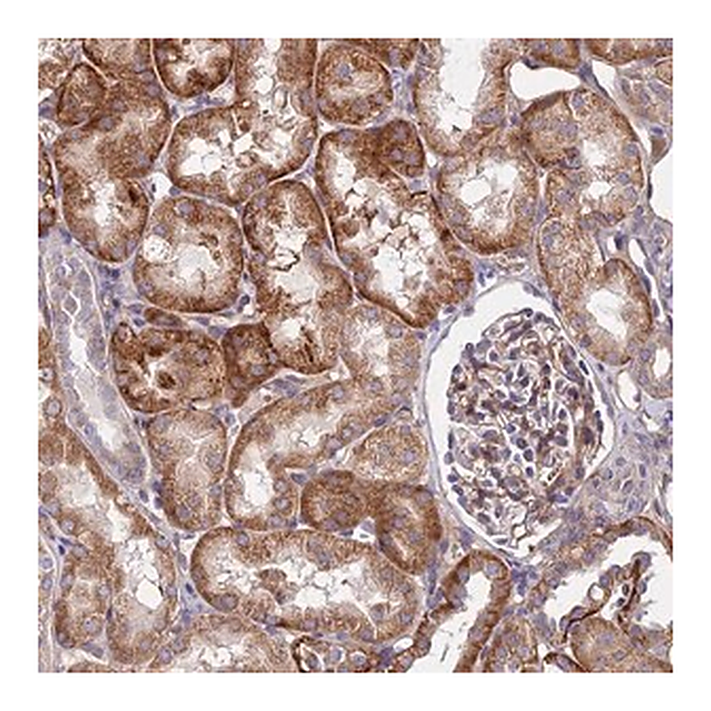 Merck Anti-ADGRF3 antibody produced in rabbit