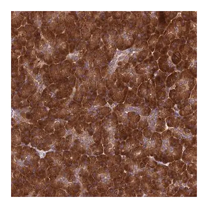 Merck Anti-DHCR7 antibody produced in rabbit