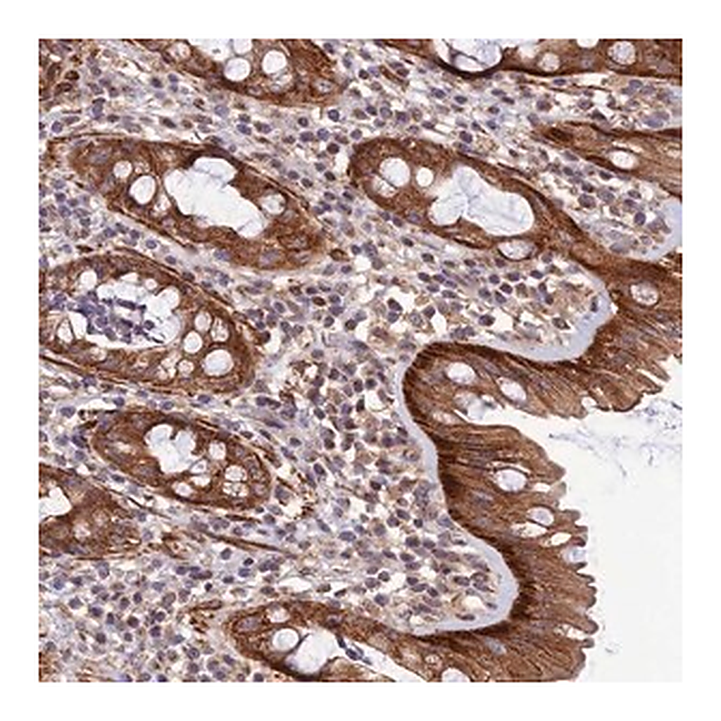 Merck Anti-LEKR1 antibody produced in rabbit