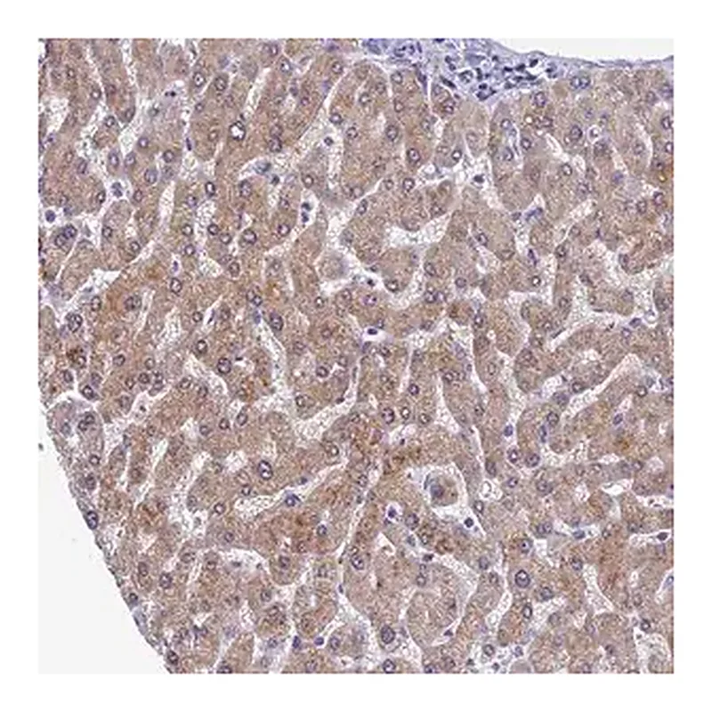 Merck Anti-SPIN4 antibody produced in rabbit
