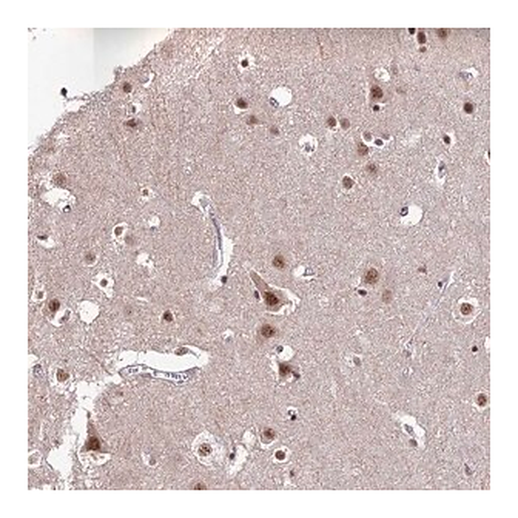 Merck Anti-THOC7 antibody produced in rabbit
