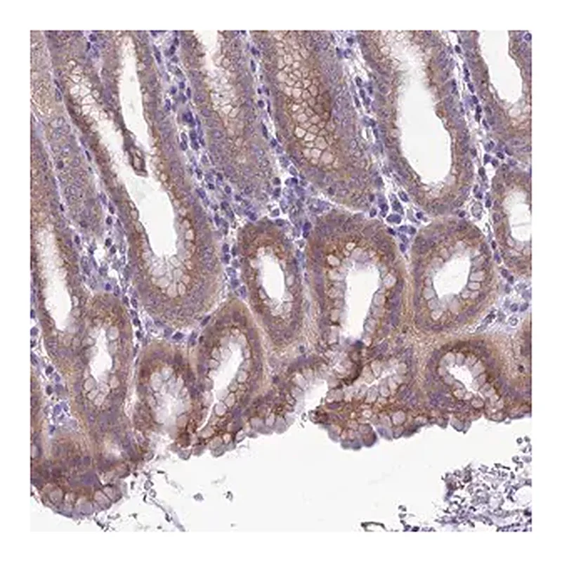 Merck Anti-SNX24 antibody produced in rabbit