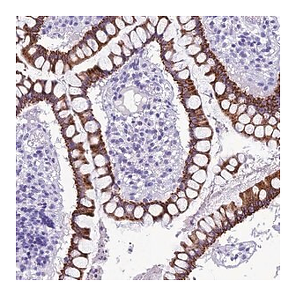 Merck Anti-TRAM1L1 antibody produced in rabbit