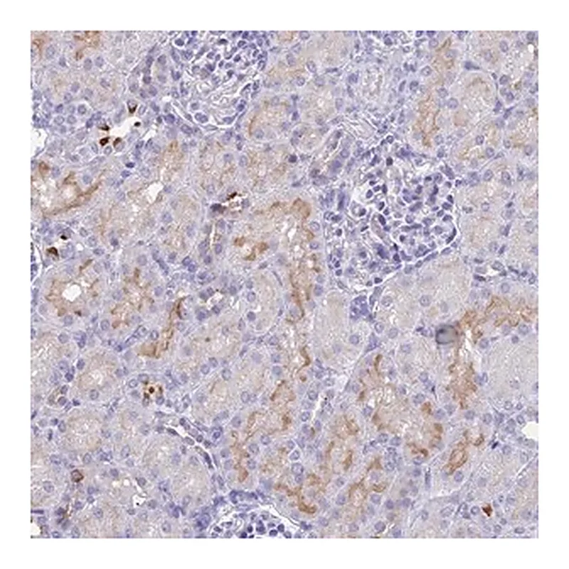 Merck Anti-TMEM161B antibody produced in rabbit