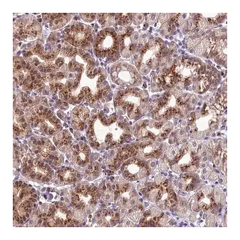 Merck Anti-GOLPH3 antibody produced in rabbit