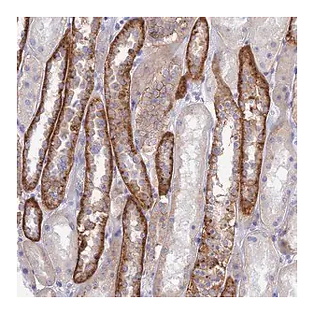 Merck Anti-CHSY3 antibody produced in rabbit