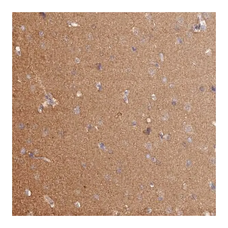 Merck Anti-HINT1 antibody produced in rabbit