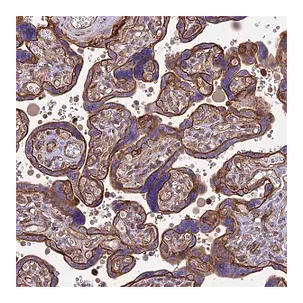 Merck Anti-HPSE2 antibody produced in rabbit