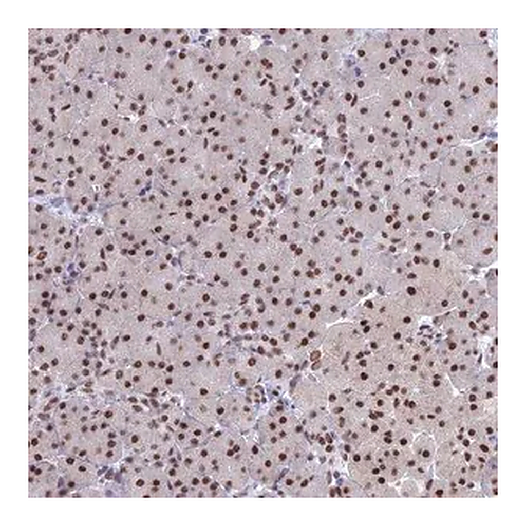 Merck Anti-NABP2 antibody produced in rabbit