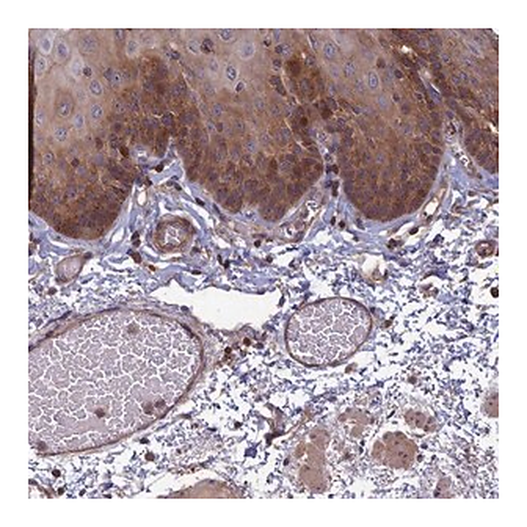 Merck Anti-C15orf62 antibody produced in rabbit