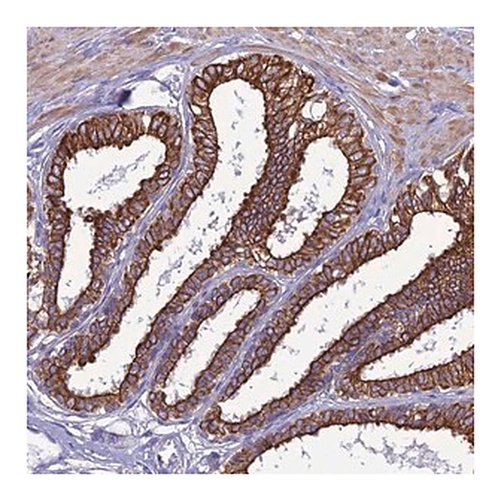 Merck Anti-LZTS2 antibody produced in rabbit