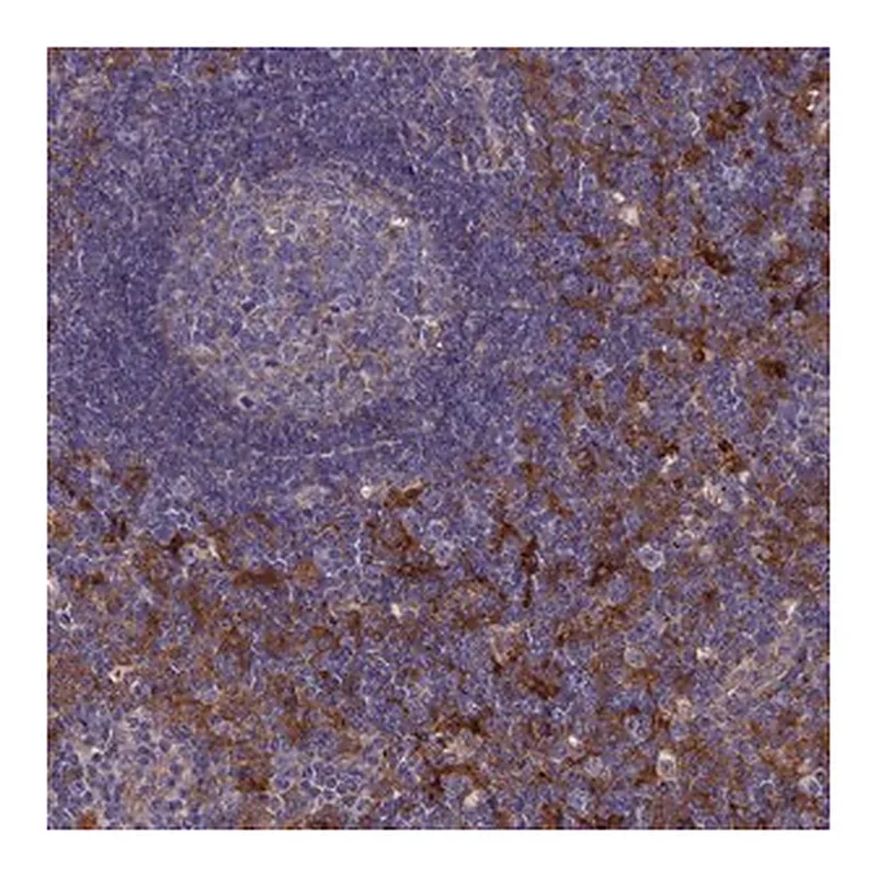 Merck Anti-SNX11 antibody produced in rabbit