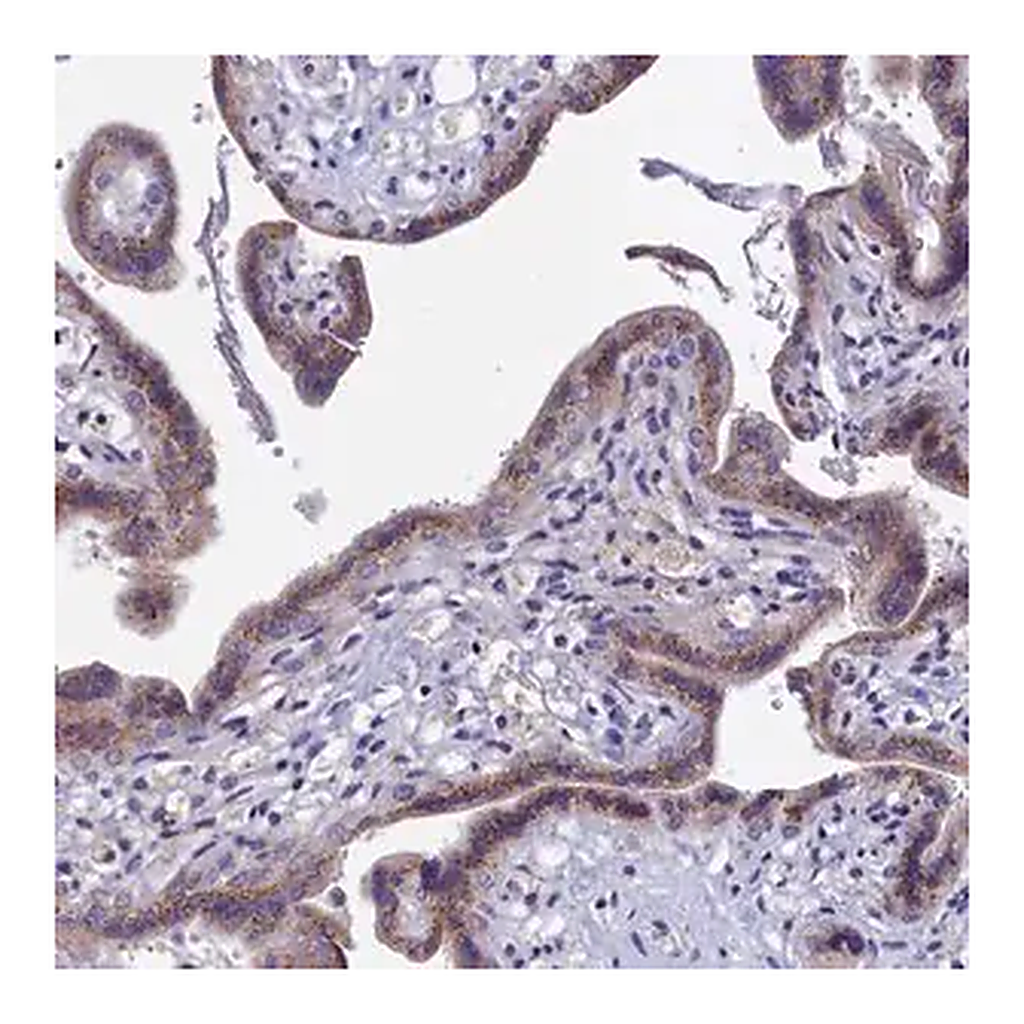 Merck Anti-GPR108 antibody produced in rabbit