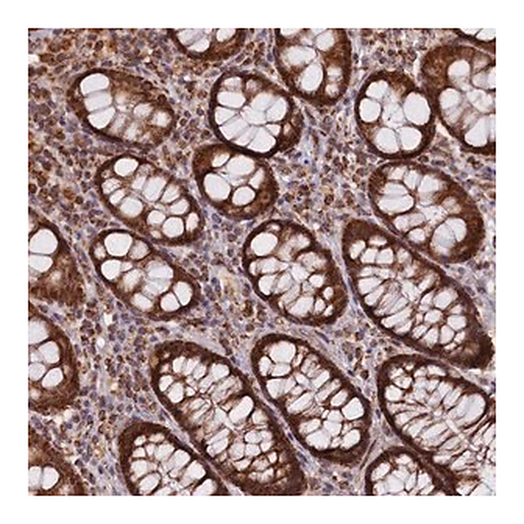 Merck Anti-DUS3L antibody produced in rabbit