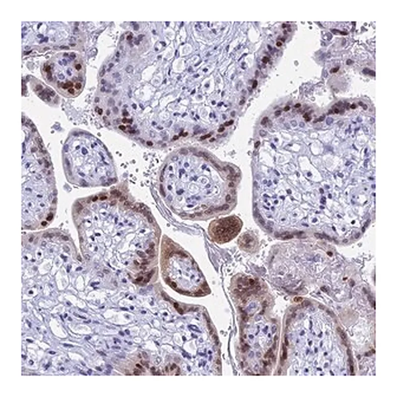 Merck Anti-KCTD21 antibody produced in rabbit