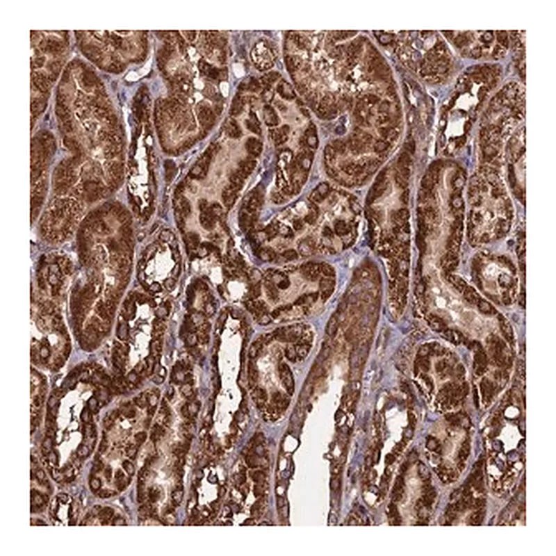 Merck Anti-CCDC8 antibody produced in rabbit