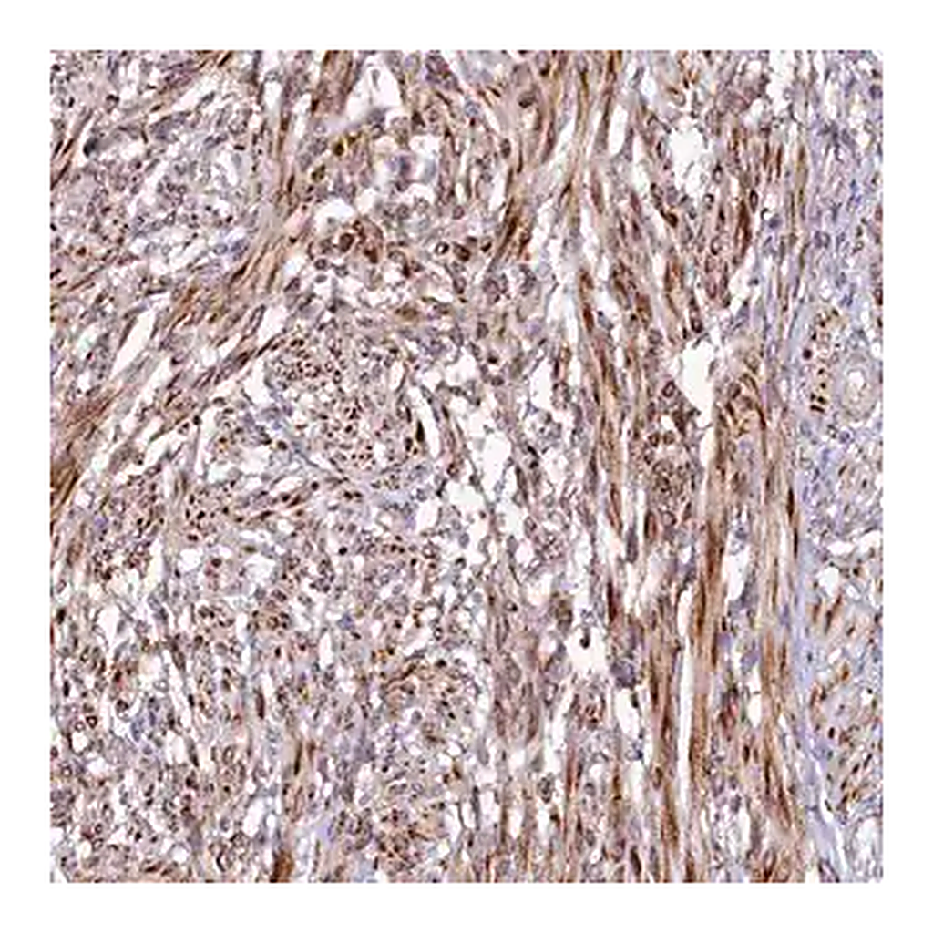 Merck Anti-SSC5D antibody produced in rabbit