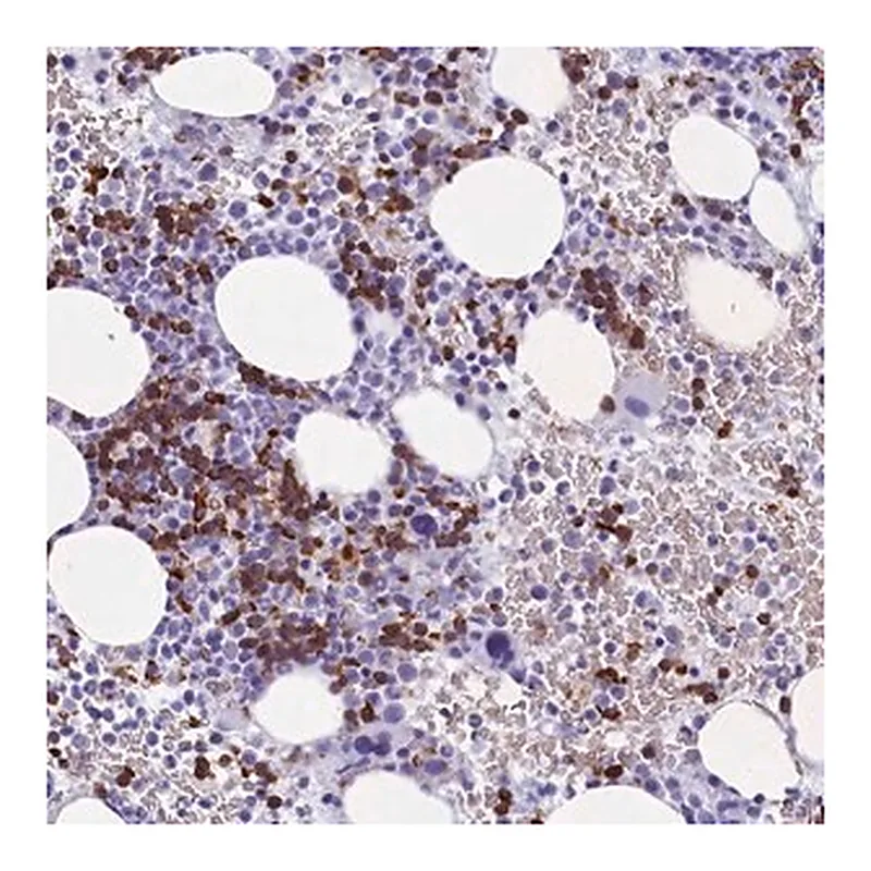 Merck Anti-C16orf96 antibody produced in rabbit