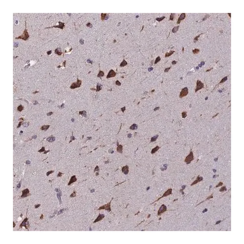 Merck Anti-BTBD3 antibody produced in rabbit