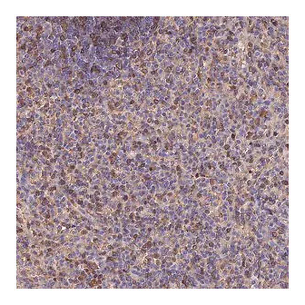 Merck Anti-LENG8 antibody produced in rabbit