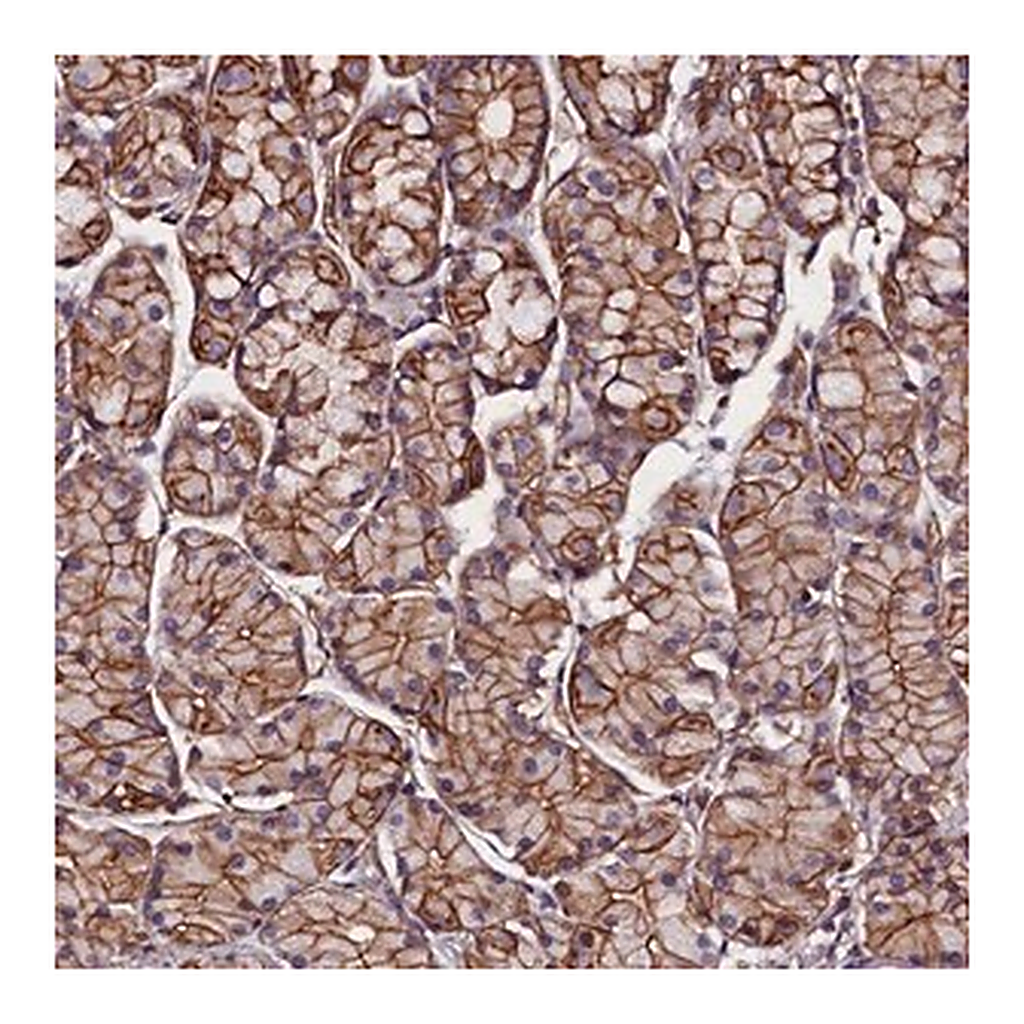 Merck Anti-ZNF749 antibody produced in rabbit