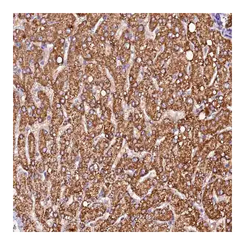 Merck Anti-SIX5 antibody produced in rabbit