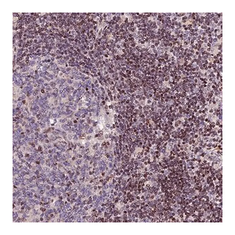 Merck Anti-RINL antibody produced in rabbit
