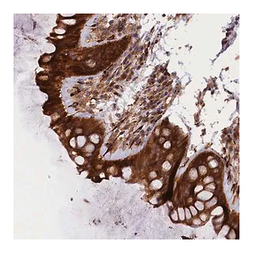 Merck Anti-ARRDC4 antibody produced in rabbit