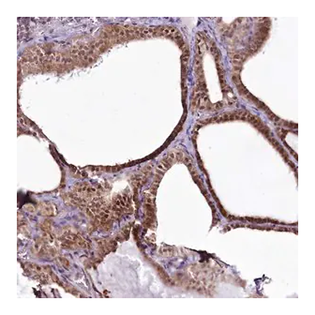 Merck Anti-RSBN1 antibody produced in rabbit