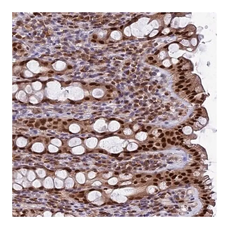 Merck Anti-FAM118B antibody produced in rabbit