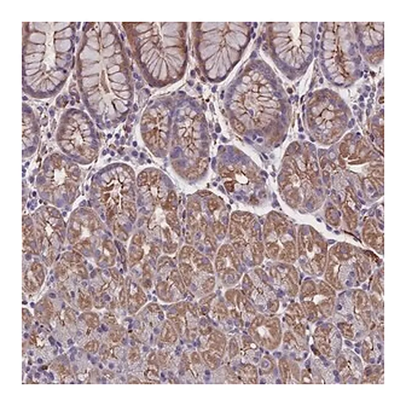 Merck Anti-ZNF749 antibody produced in rabbit