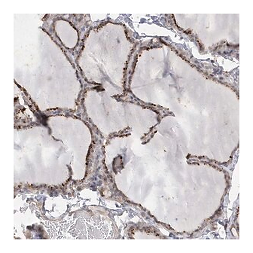 Merck Anti-ANAPC1 antibody produced in rabbit