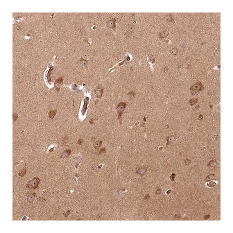 Merck Anti-ARL3 antibody produced in rabbit