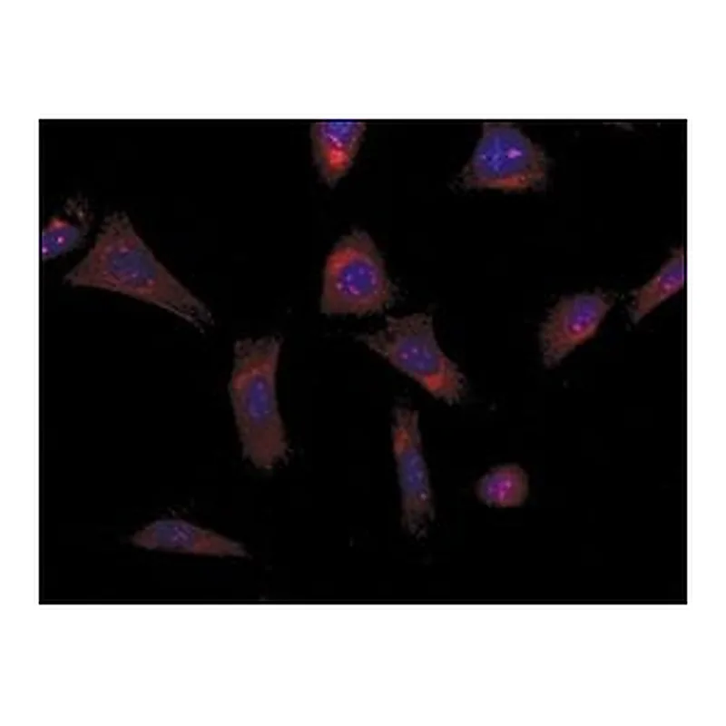 Merck Anti-ALS2 (N-terminal region) antibody produced in rabbit