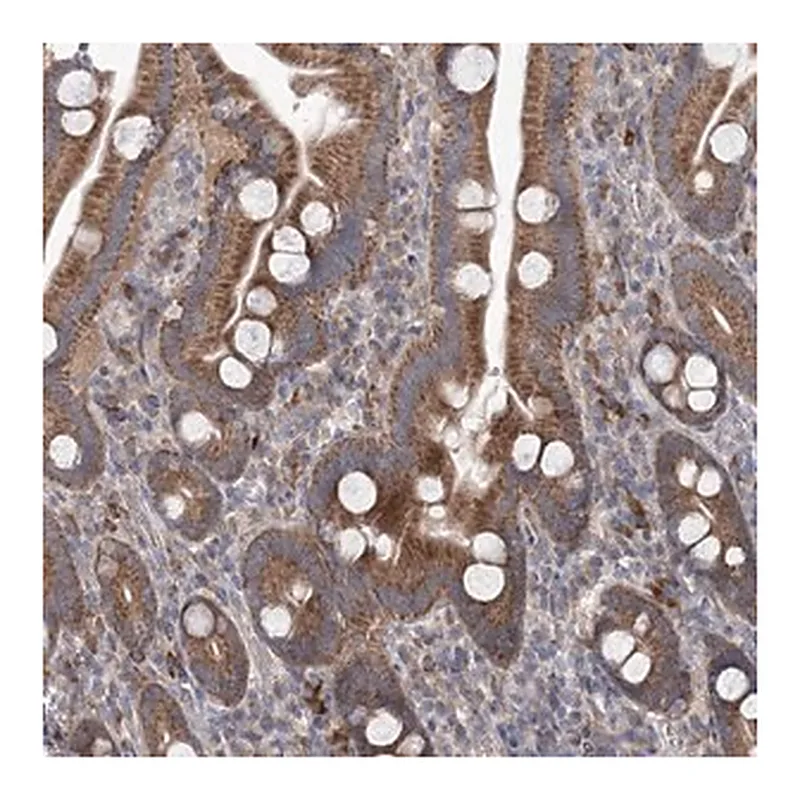 Merck Anti-MTRF1L antibody produced in rabbit