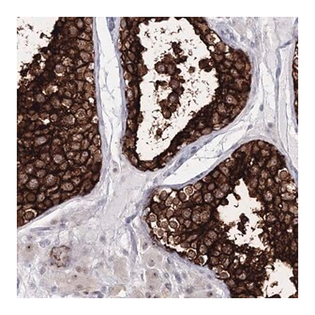 Merck Anti-VSIG1 antibody produced in rabbit