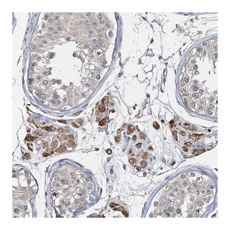 Merck Anti-RNF25 antibody produced in rabbit