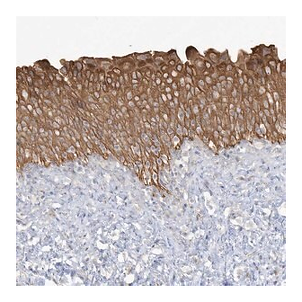 Merck Anti-LARS antibody produced in rabbit