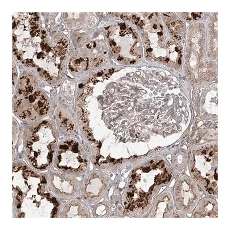 Merck Anti-OBSL1 antibody produced in rabbit