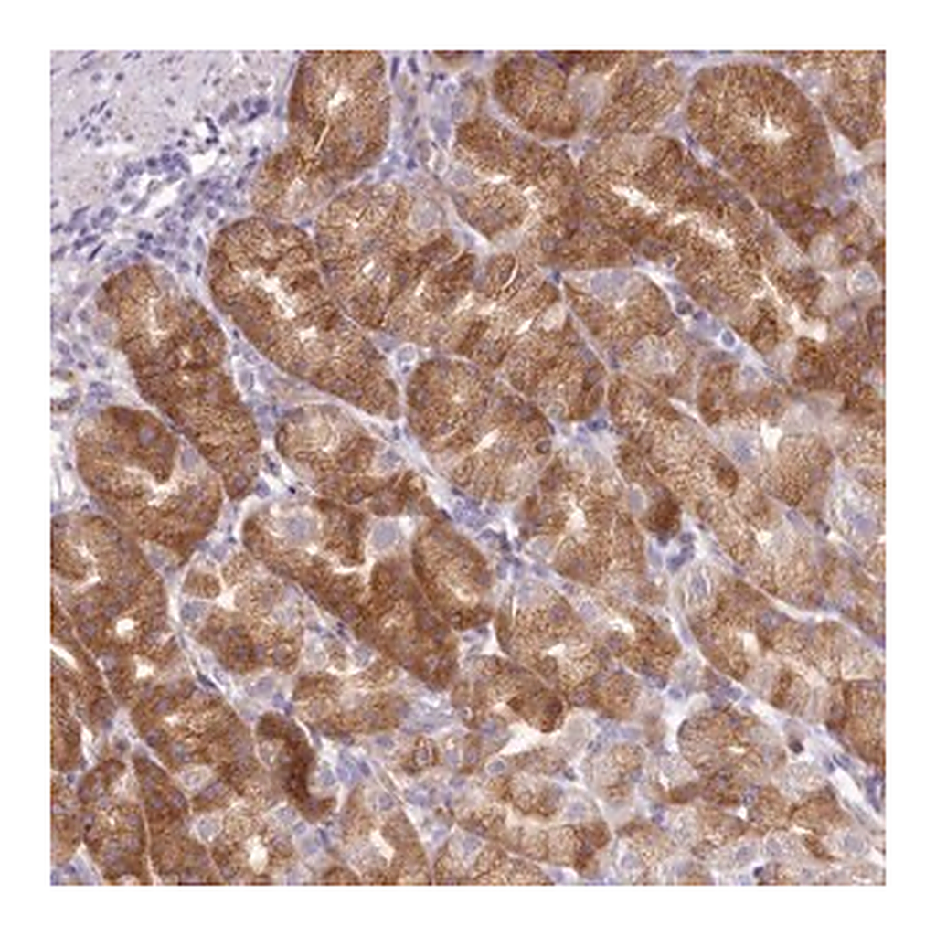 Merck Anti-ARFGEF3 antibody produced in rabbit