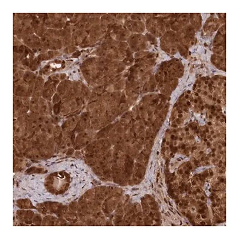 Merck Anti-ABHD14B antibody produced in rabbit