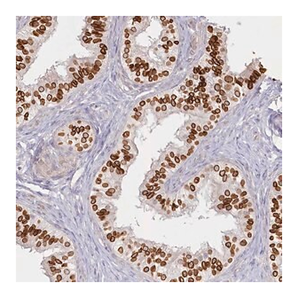 Merck Anti-SPINK13 antibody produced in rabbit