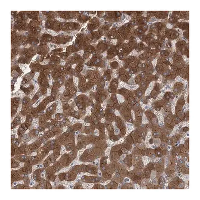 Merck Anti-AASDH antibody produced in rabbit