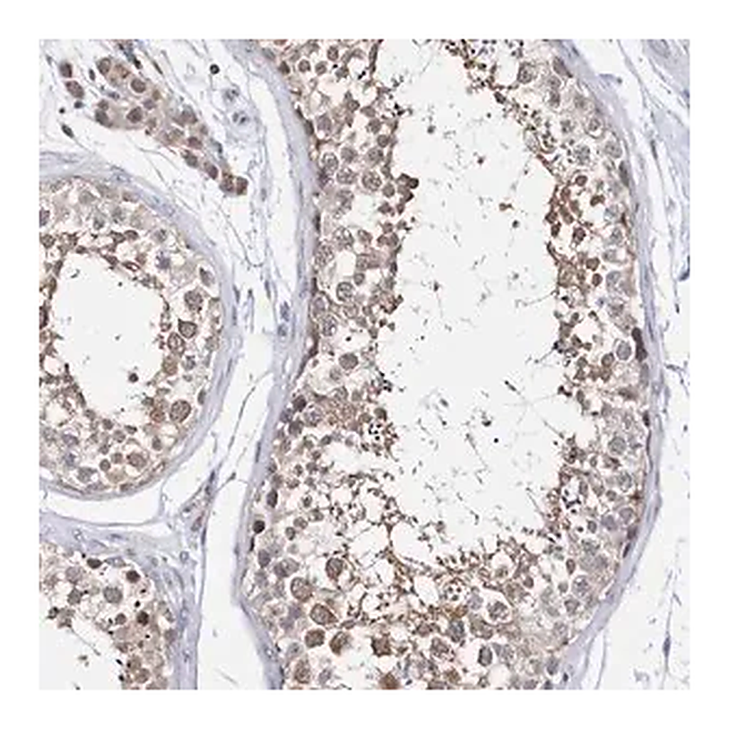 Merck Anti-SPATA5 antibody produced in rabbit