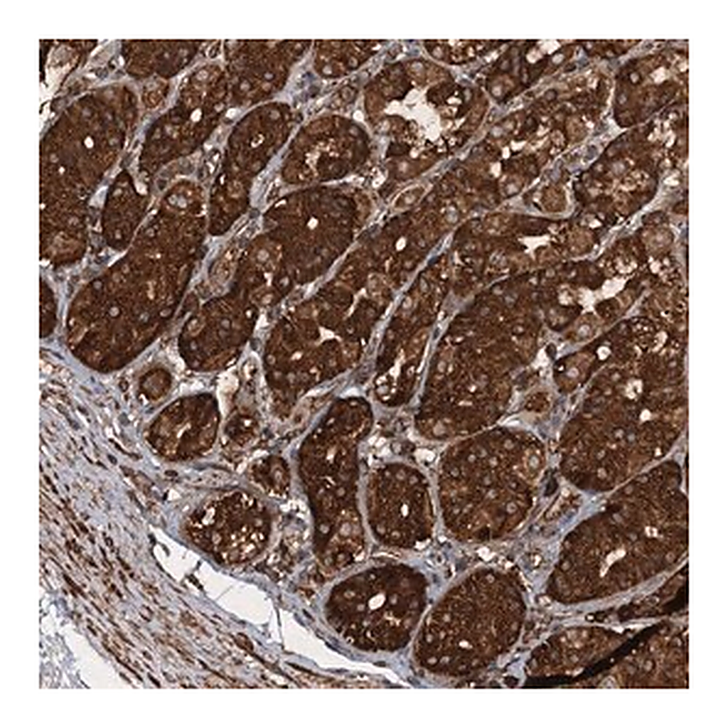Merck Anti-PIK3C2A antibody produced in rabbit