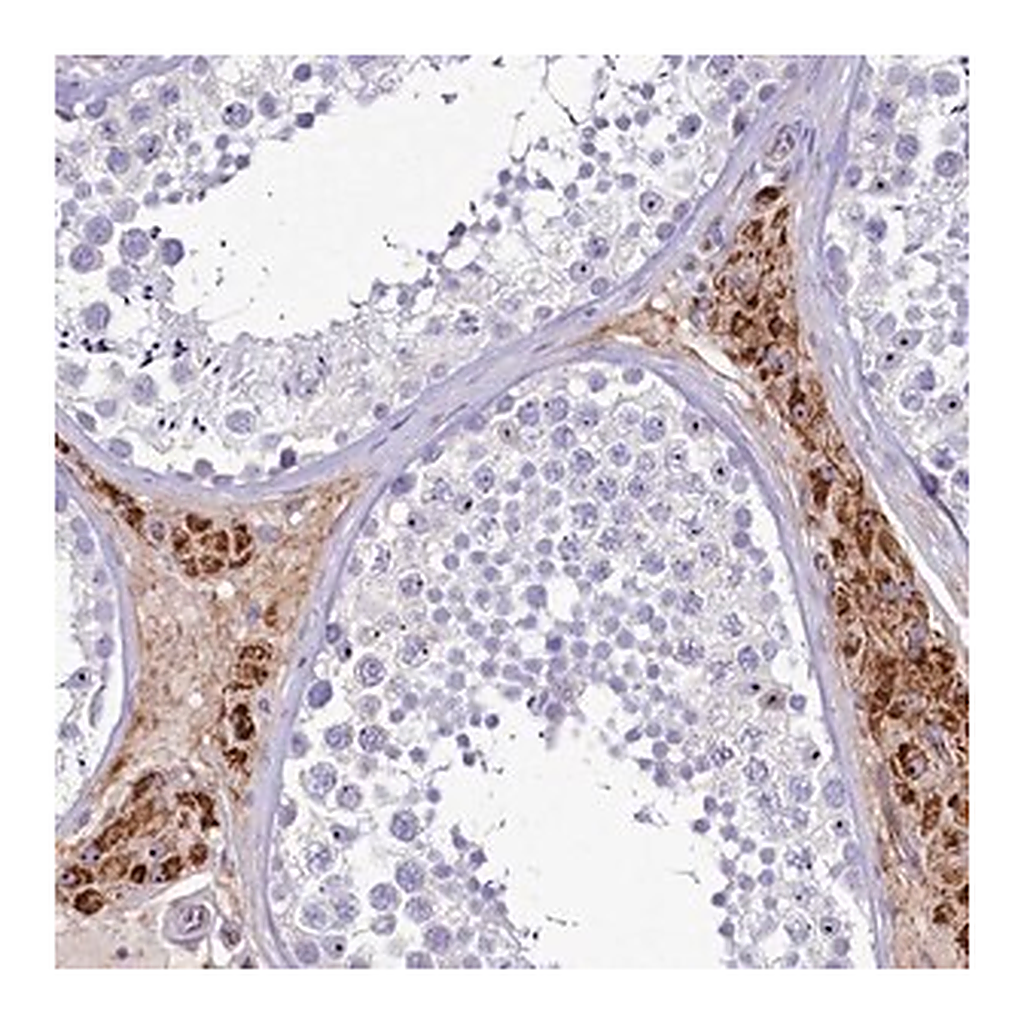 Merck Anti-SH3TC2 antibody produced in rabbit