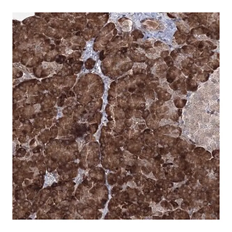 Merck Anti-EFCAB12 antibody produced in rabbit