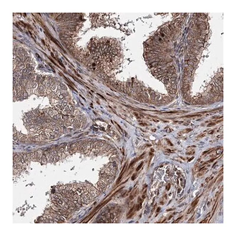 Merck Anti-HECTD2 antibody produced in rabbit